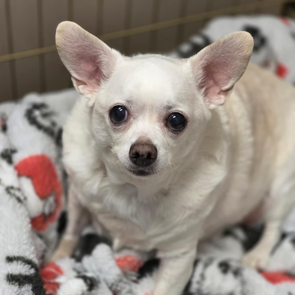 Enlarge Wally, a Adoptable Chihuahua in Huntsville, AL image 1/2