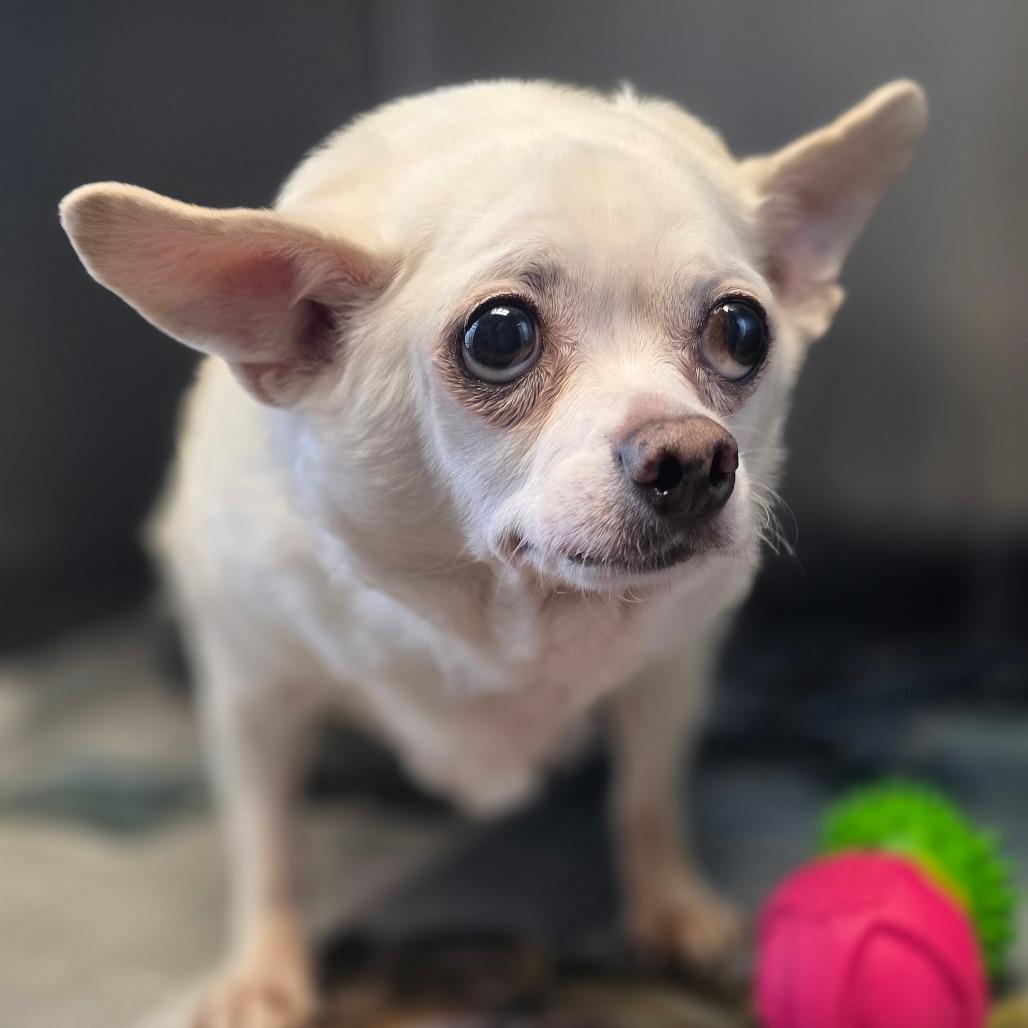 Enlarge Wally, a Adoptable Chihuahua in Huntsville, AL image 2/2