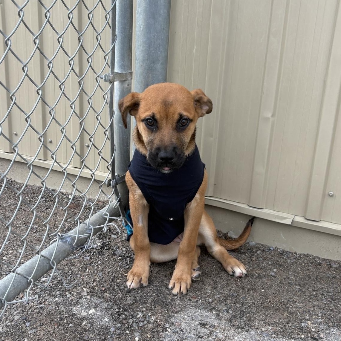 Enlarge Rose, an adoptable mixed breed in Caledon, ON image 2/3