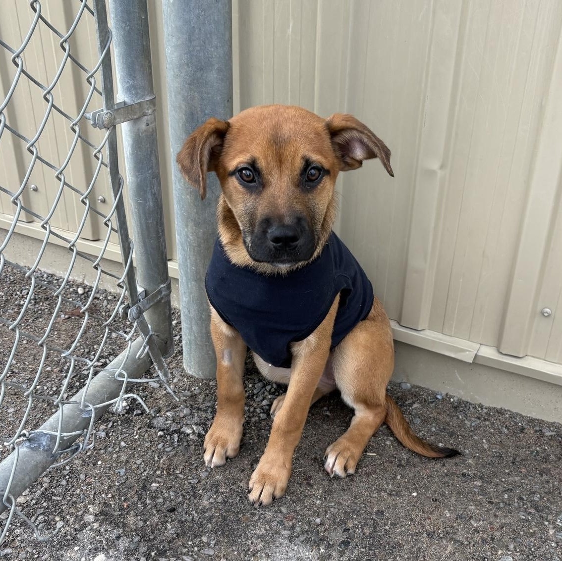 Rose, adoptable, Puppy Female Mastiff & Labrador Retriever.