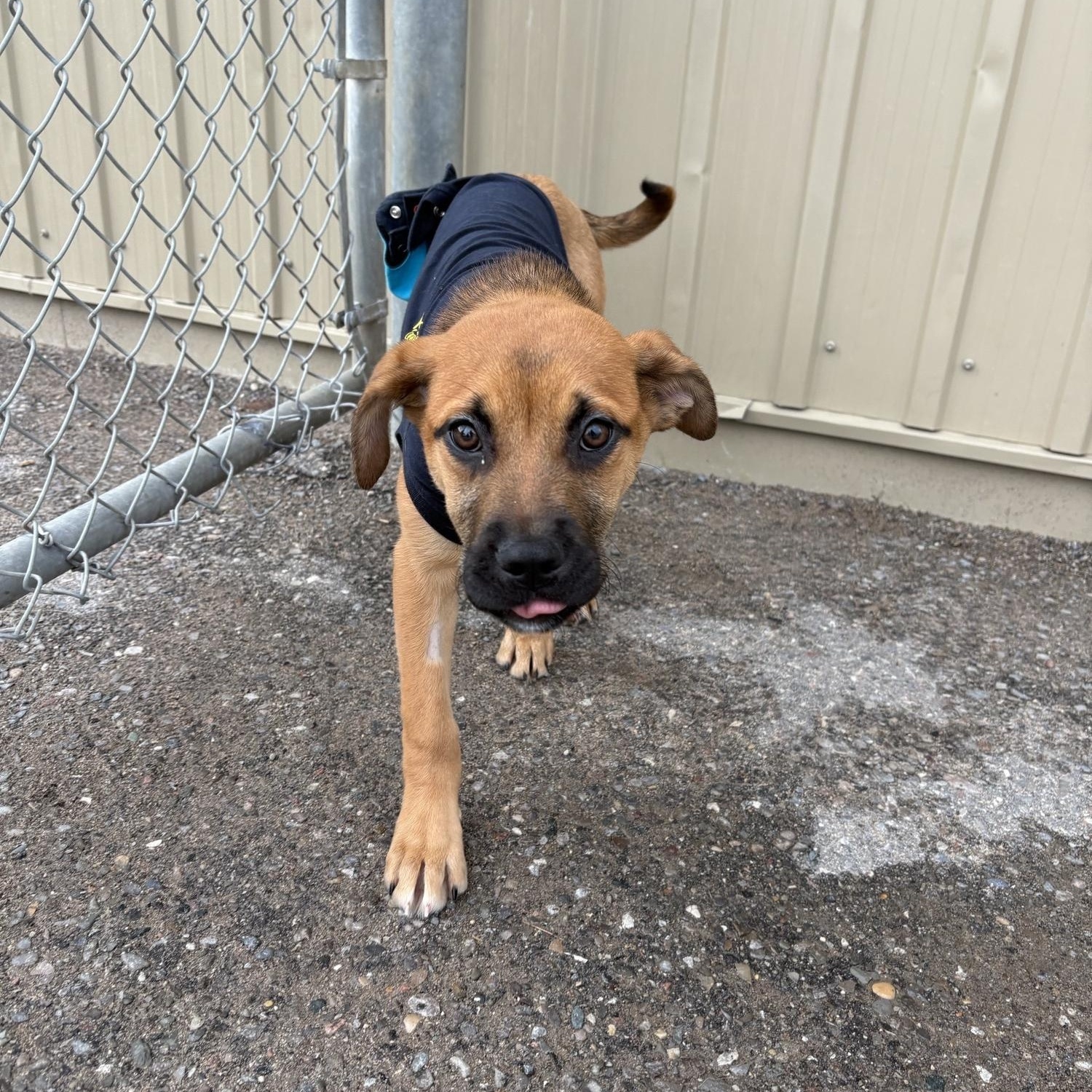 Enlarge Rose, an adoptable mixed breed in Caledon, ON image 3/3