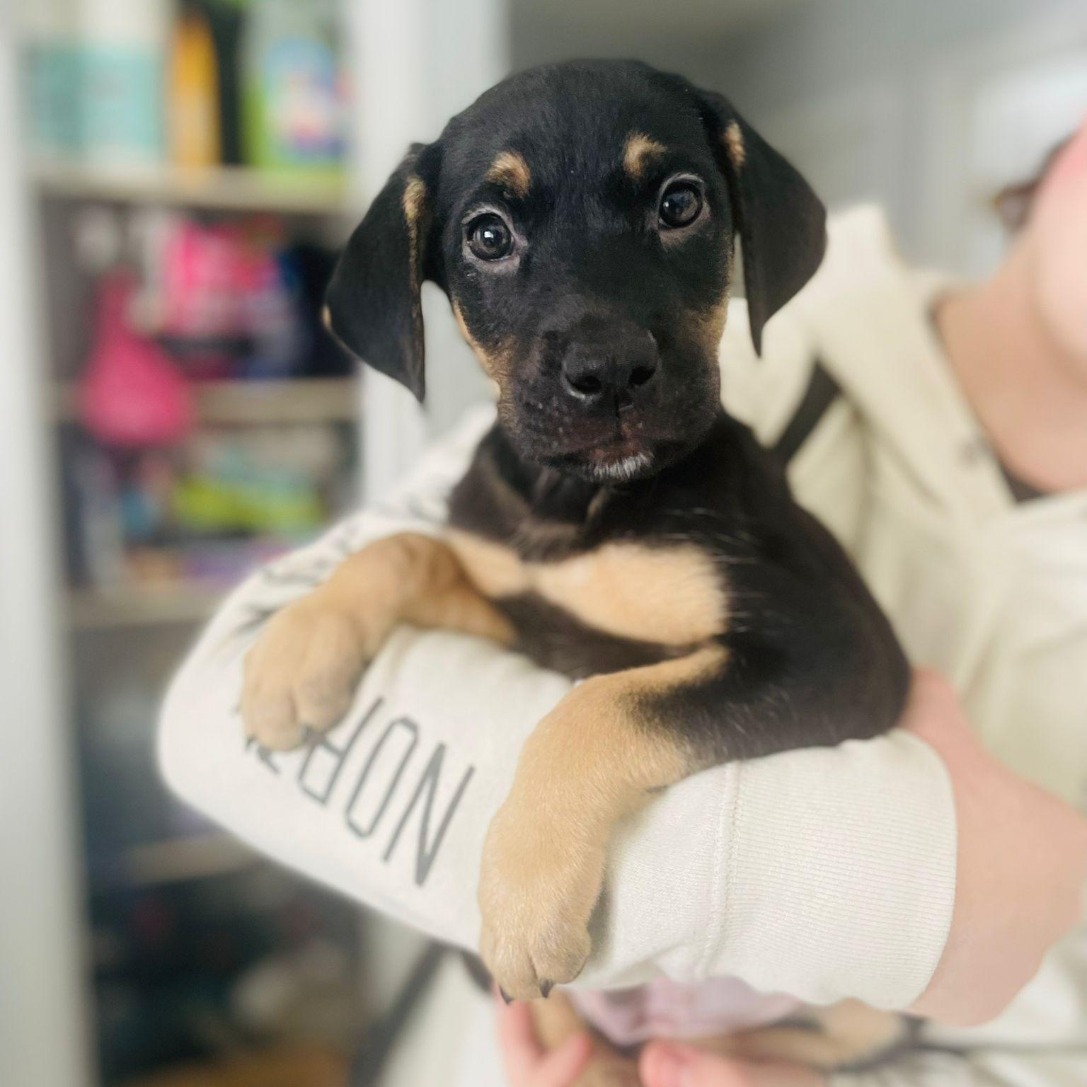 Enlarge Jules, an adopted mixed breed in Brantford, ON image 2/6