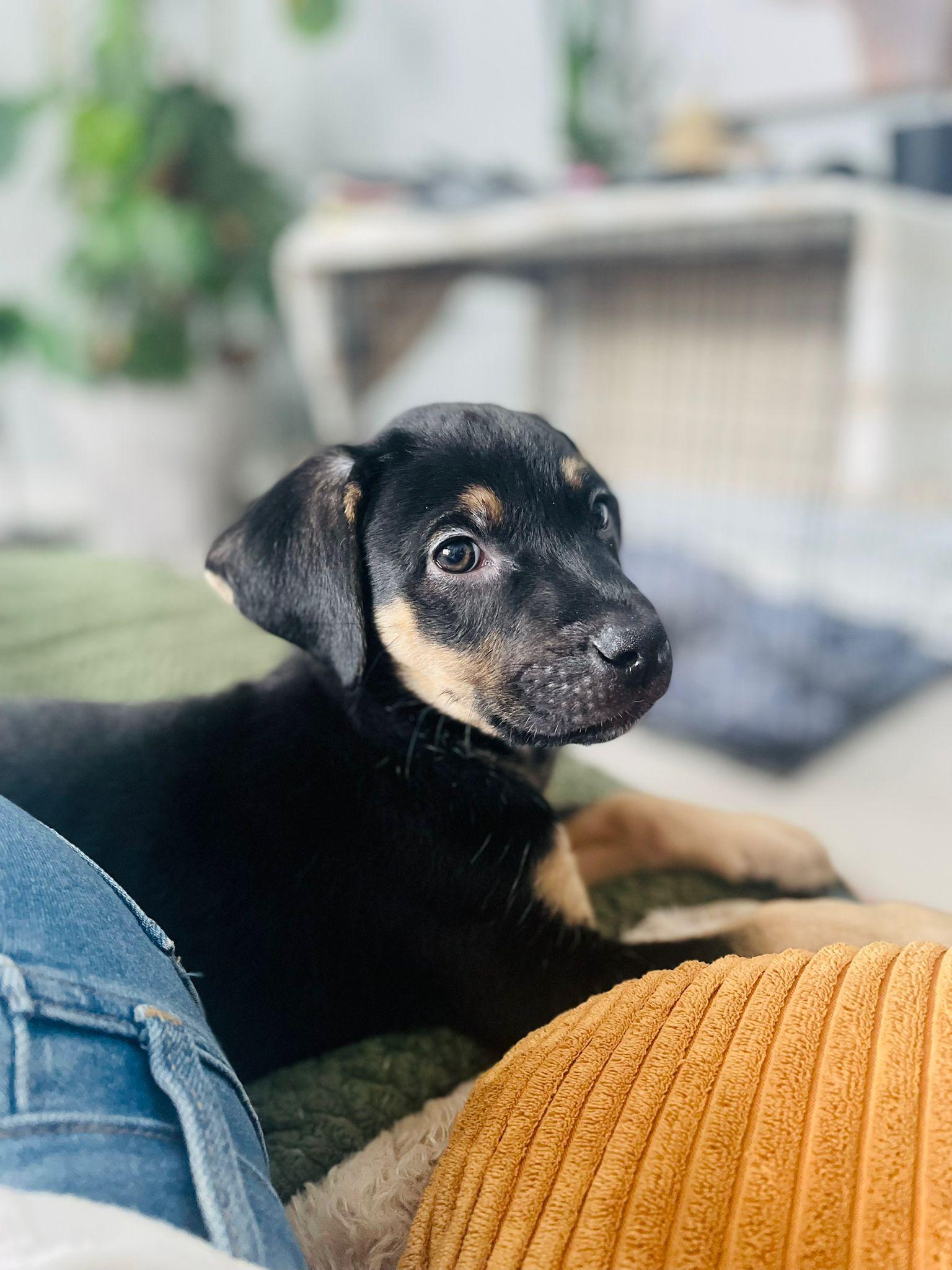 Enlarge Jules, an adopted mixed breed in Brantford, ON image 1/6