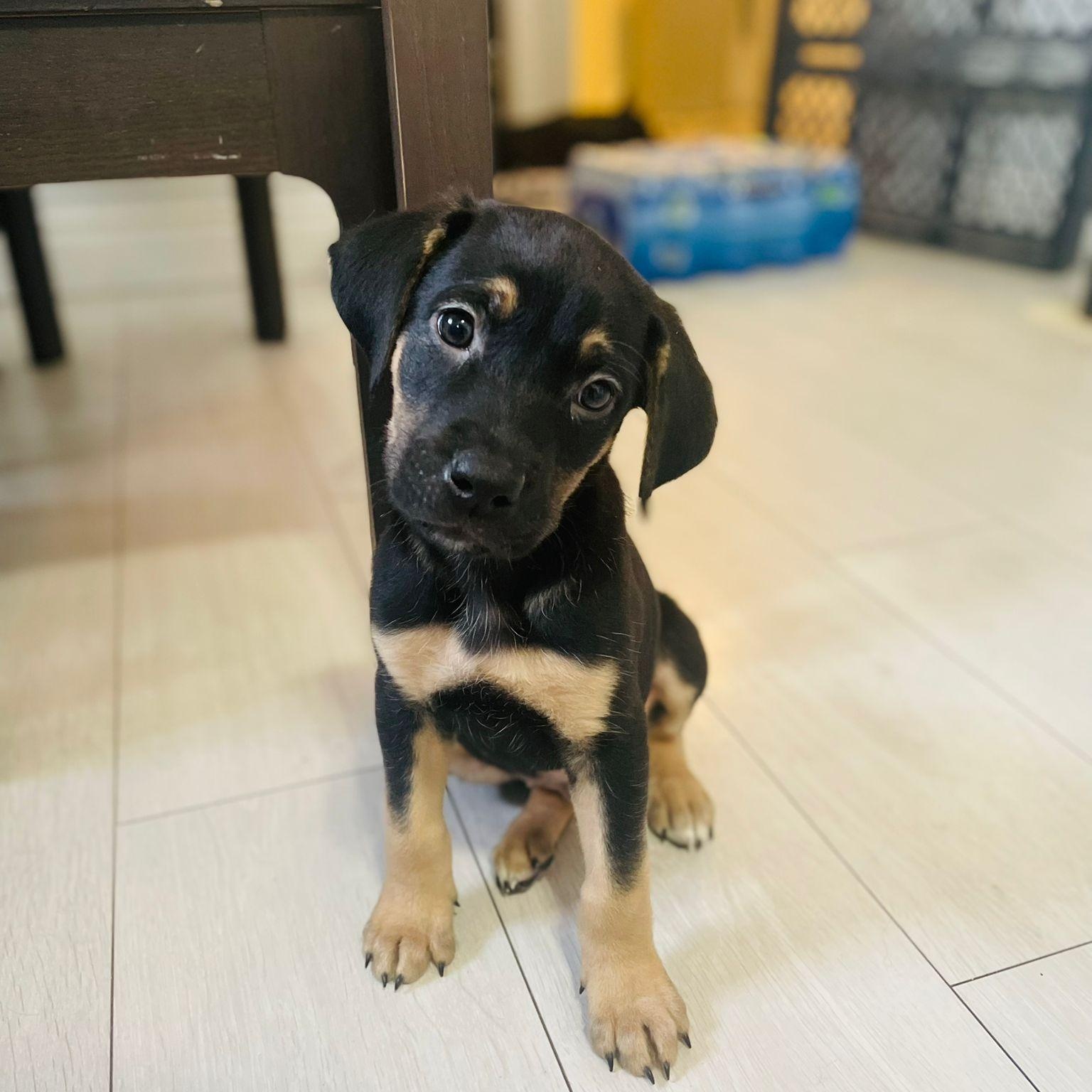 Enlarge Jules, an adopted mixed breed in Brantford, ON image 4/6