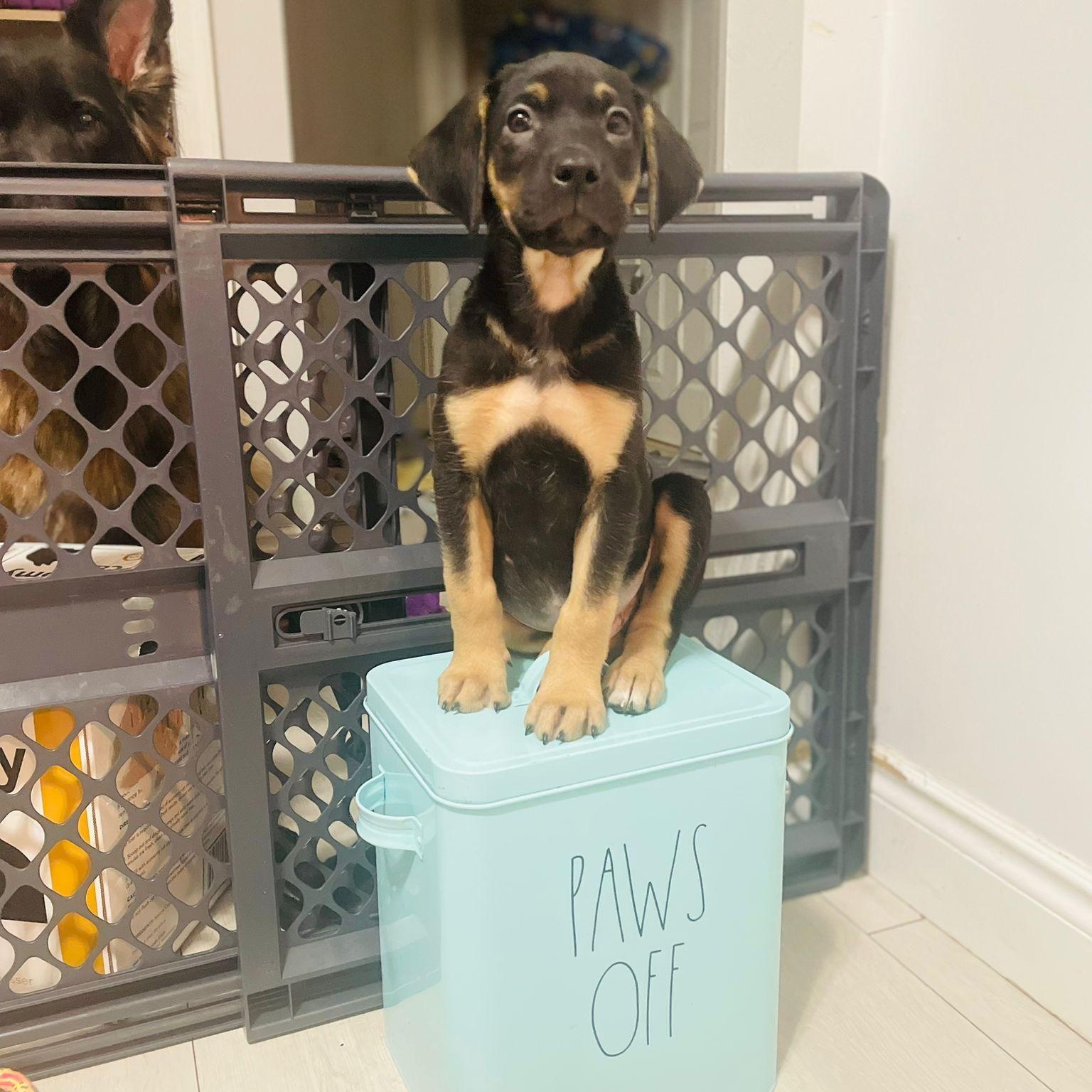 Enlarge Jules, an adopted mixed breed in Brantford, ON image 3/6