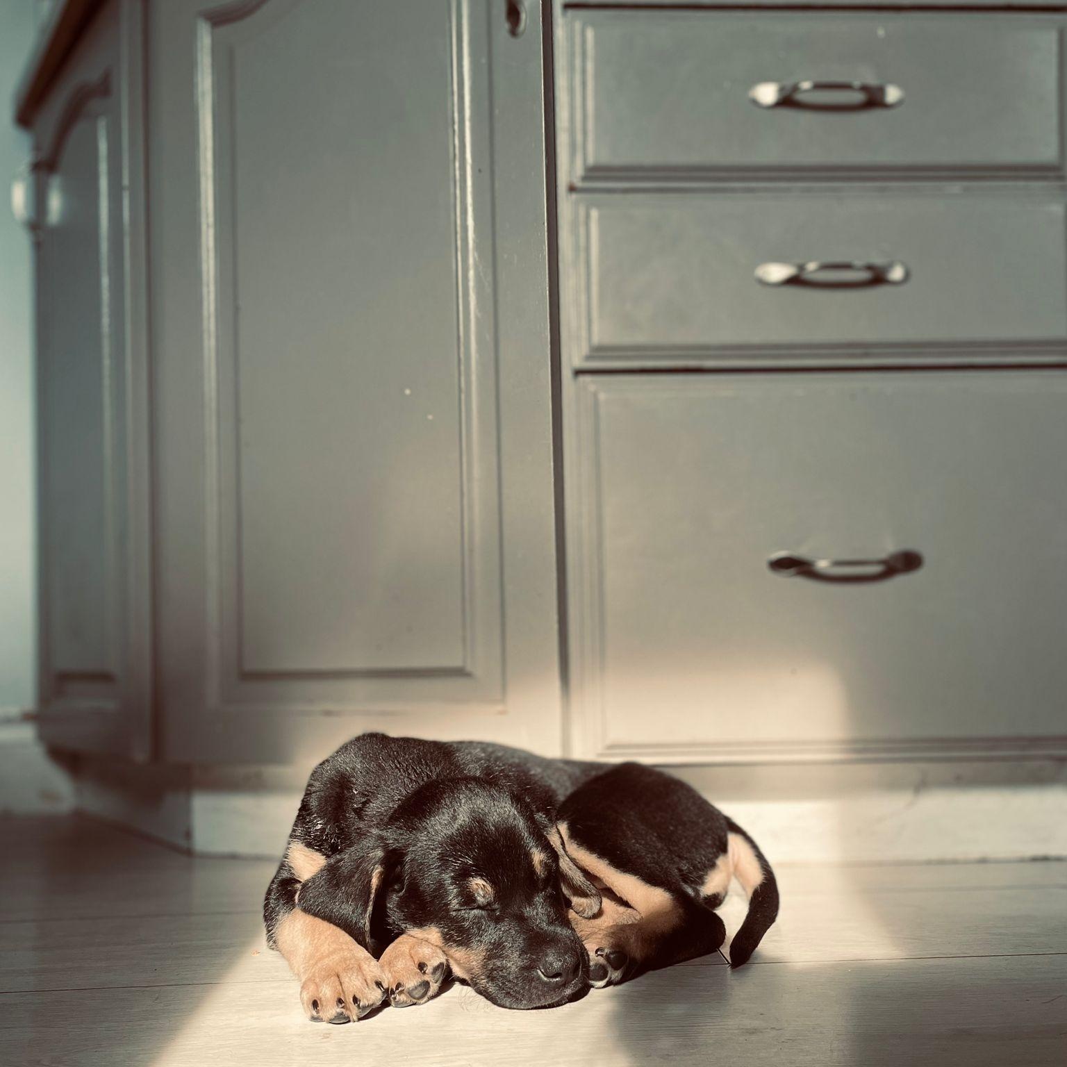 Enlarge Jules, an adopted mixed breed in Brantford, ON image 5/6