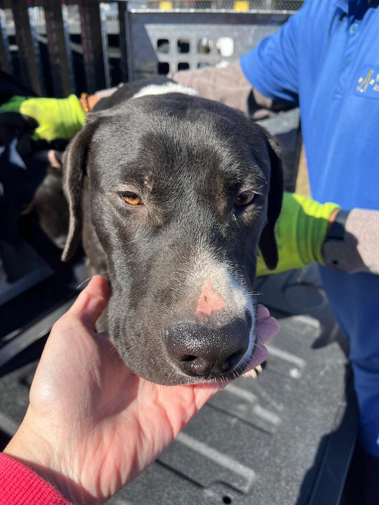 Tooch, Adoptable, Adult Male Terrier.