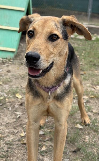 Soybean — thumbnail 2