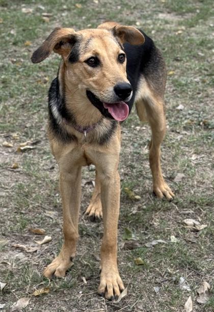 Soybean — thumbnail 3