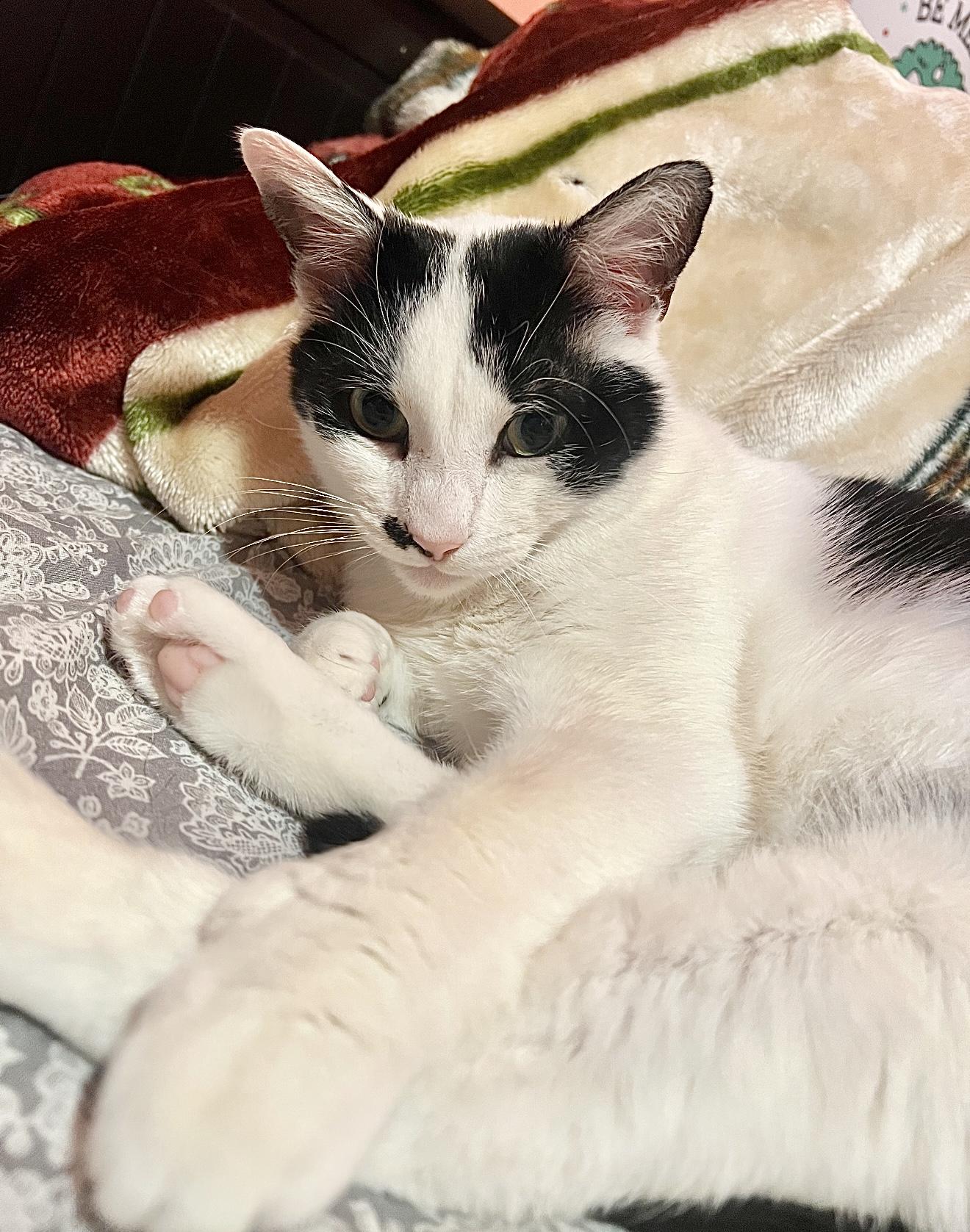 Enlarge Jovie, a Adoptable Domestic Short Hair in Nutley, NJ image 2/4