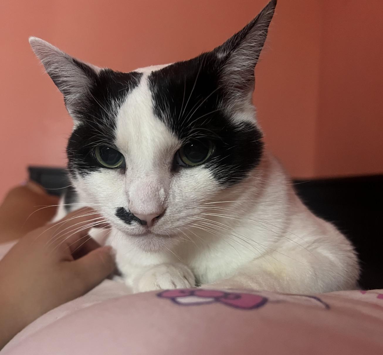 Jovie, Adoptable, Adult Female Domestic Short Hair.