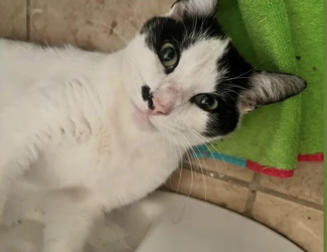 Enlarge Jovie, a Adoptable Domestic Short Hair in Nutley, NJ image 3/4