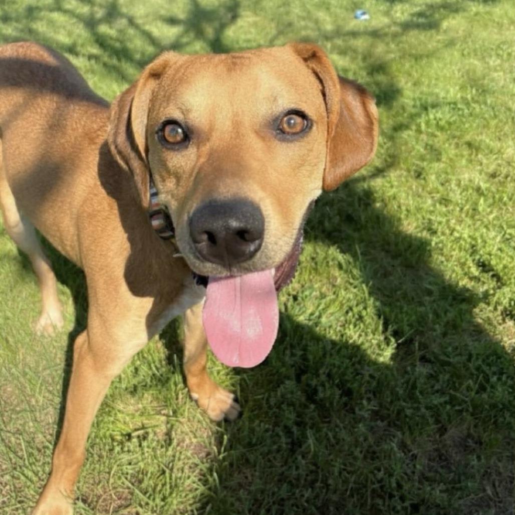 Ziggy, Adoptable, Young Male Mixed Breed.