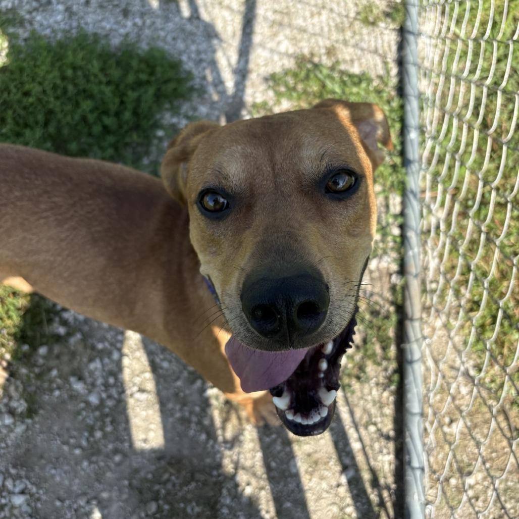 Enlarge Ziggy, a Adoptable Mixed Breed in Pontiac, IL image 2/2