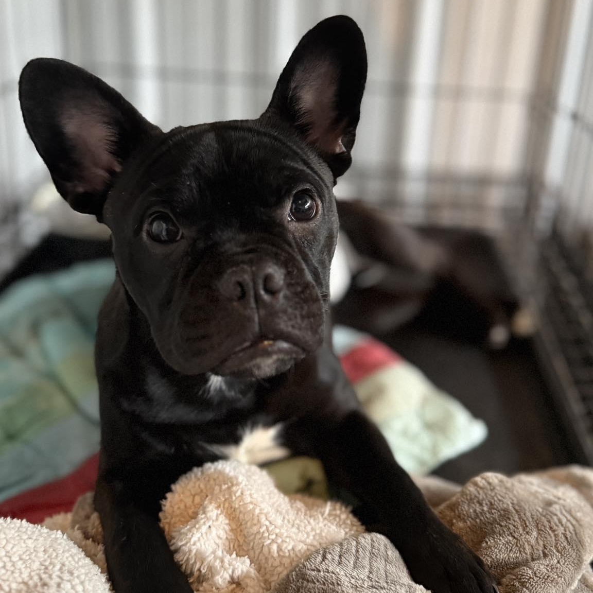 Richard, ADOPTABLE, Puppy Male French Bulldog & Boston Terrier.