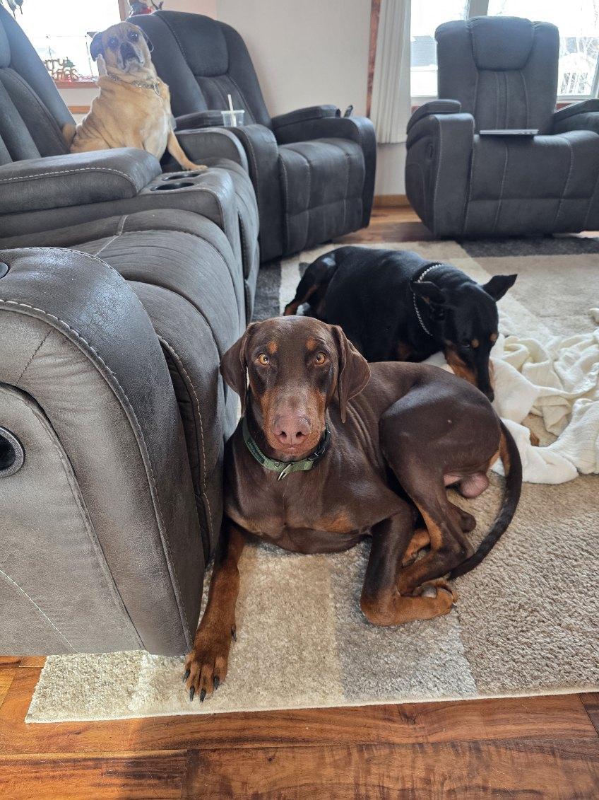 Enlarge Briggs, a Adoptable Doberman Pinscher in Minneapolis, MN image 1/3