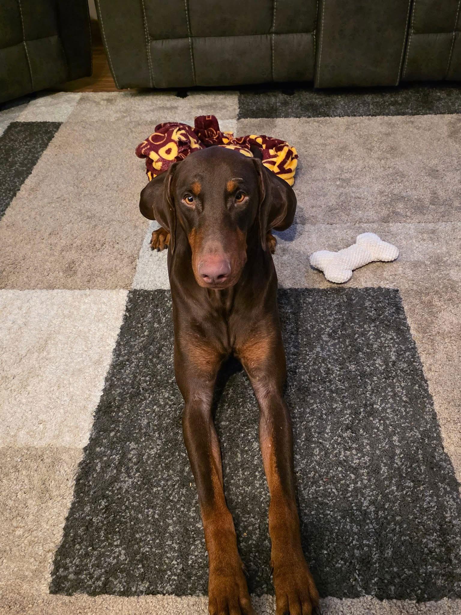 Briggs, Adoptable, Young Male Doberman Pinscher.