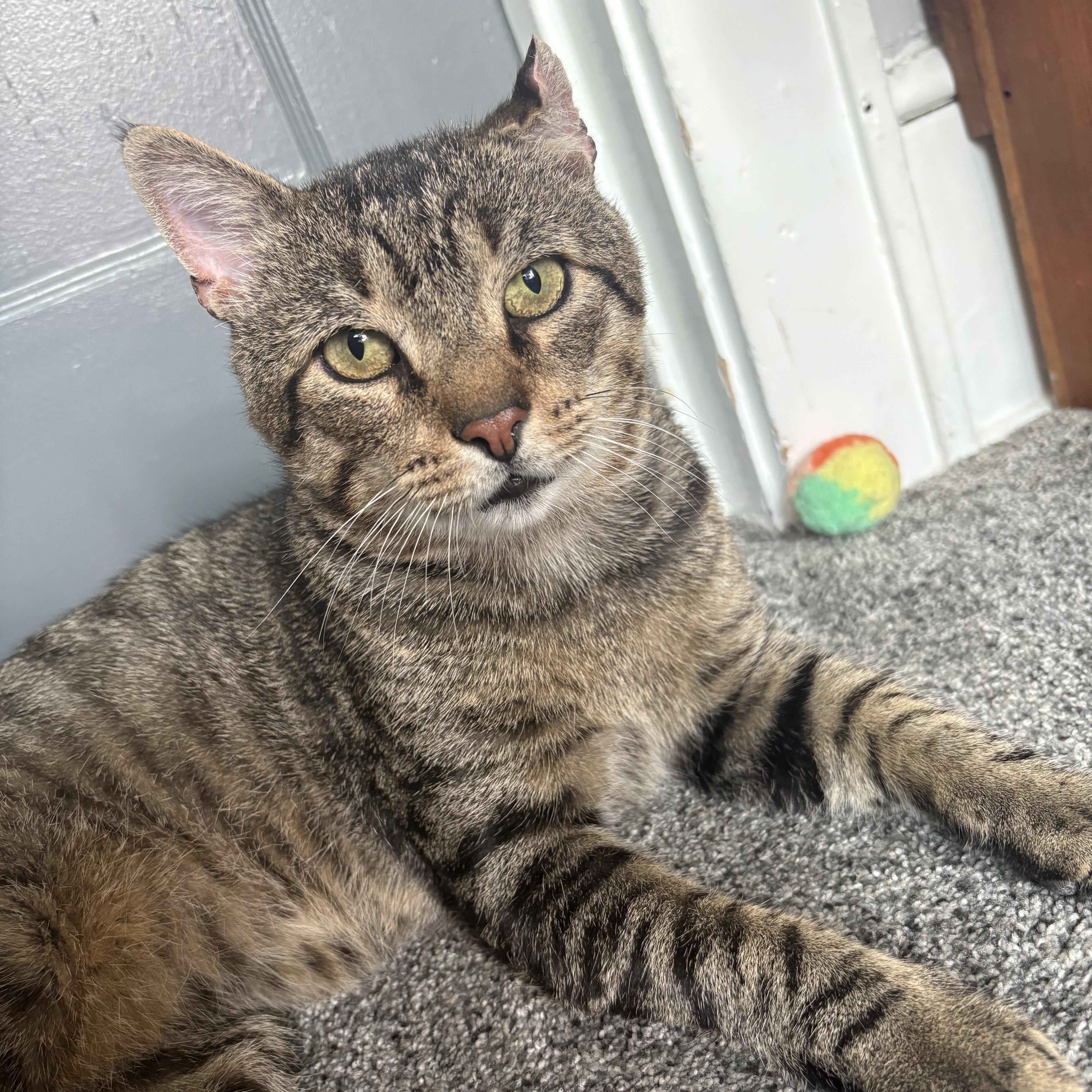 Kramer, ADOPTABLE, Adult Male Domestic Short Hair.