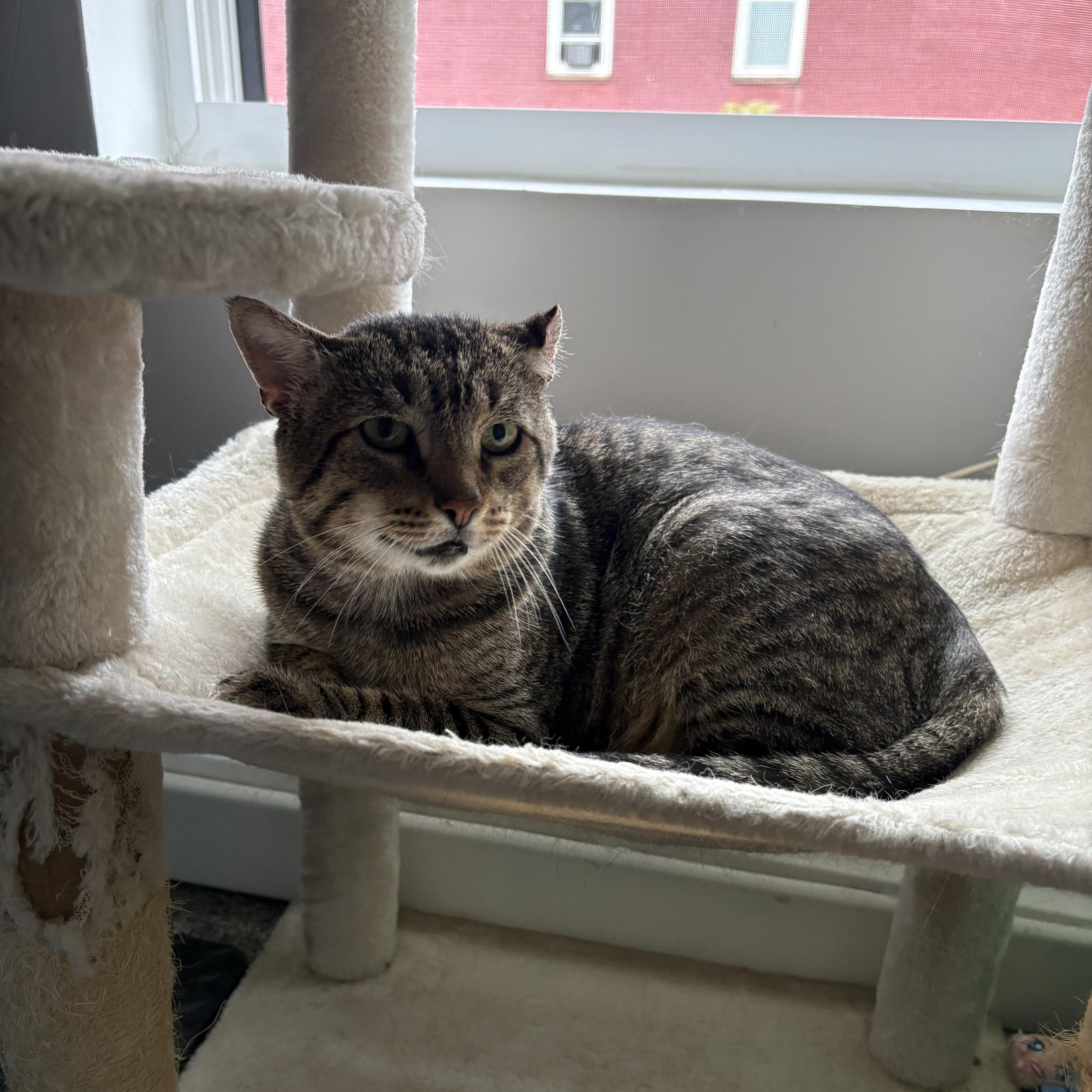 Enlarge Kramer, a ADOPTABLE mixed breed in Latham, NY image 5/5