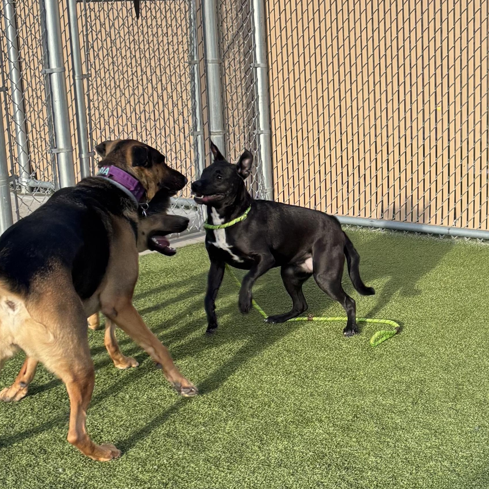 Raven, adopted, Young Female Shepherd.