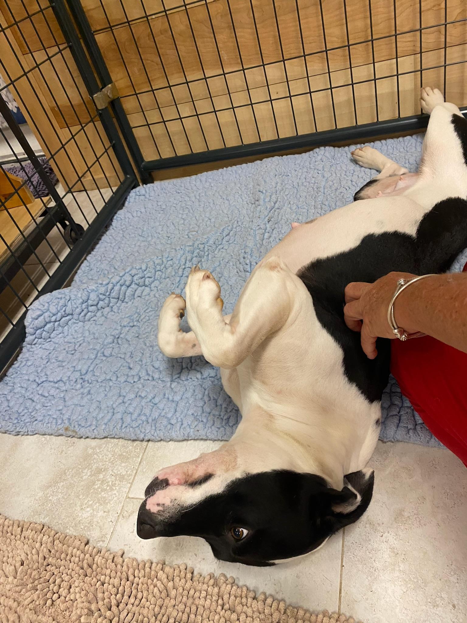 Enlarge Jubilee, a Adoptable mixed breed in Ridgeland, SC image 4/4