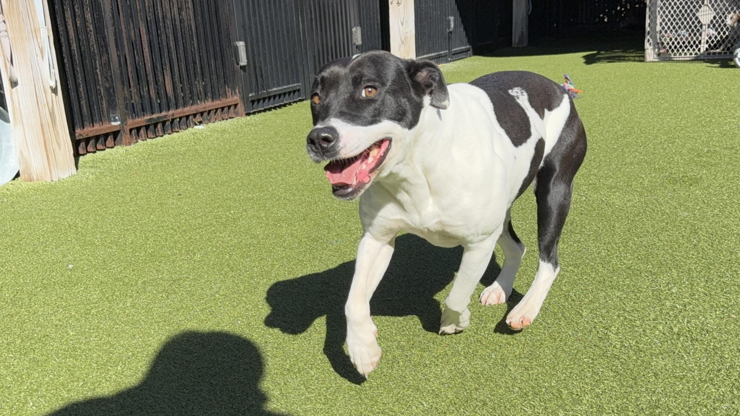 Enlarge JUBILEE, a Adoptable mixed breed in Ridgeland, SC image 6/6