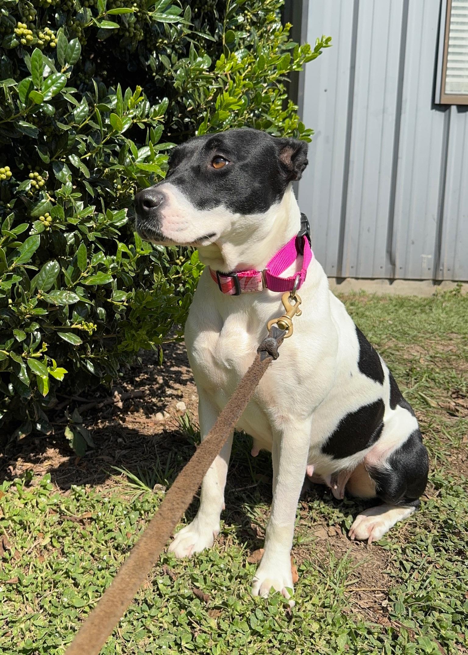 Enlarge Jubilee, a Adoptable mixed breed in Ridgeland, SC image 3/4