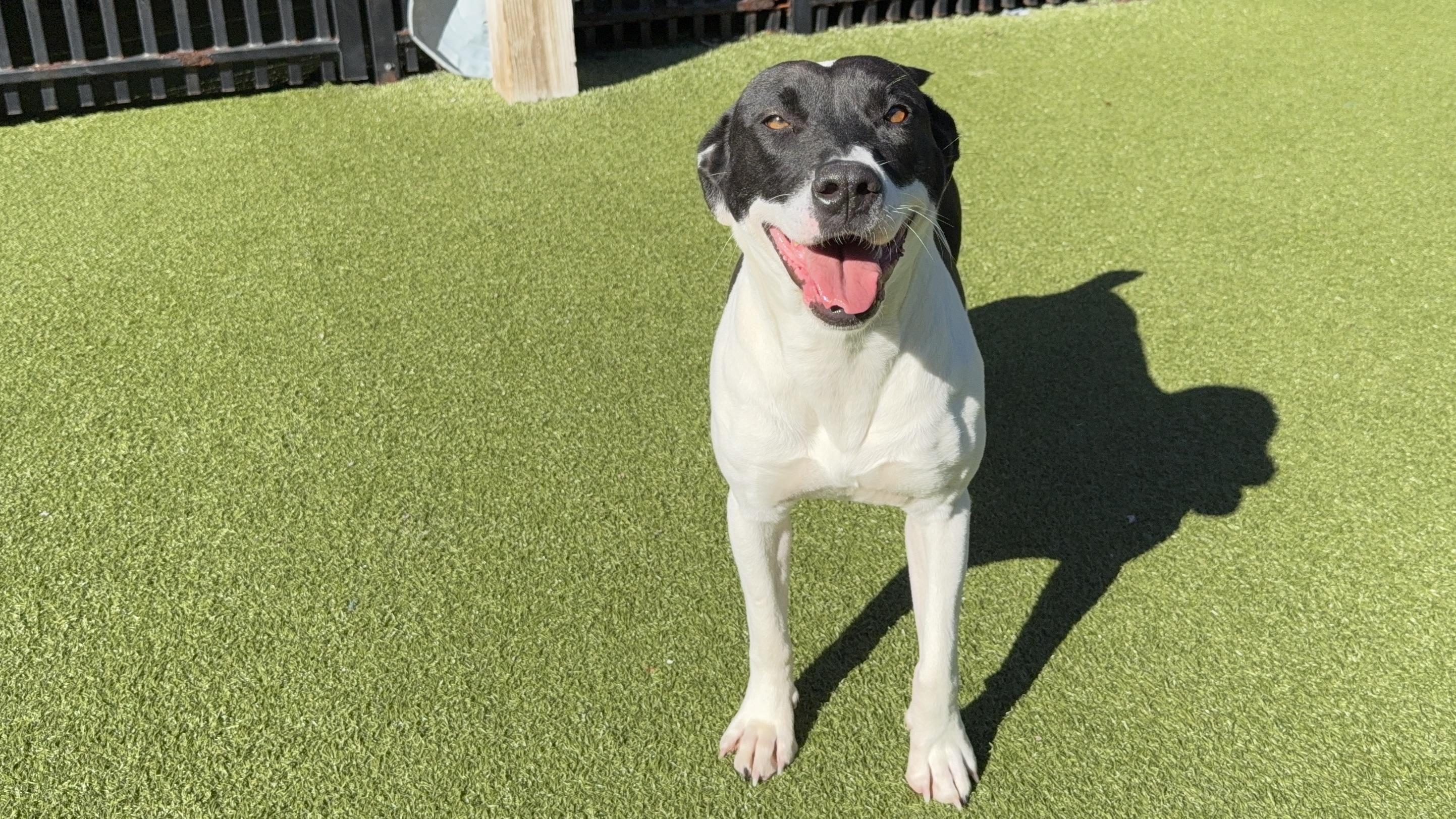 Enlarge JUBILEE, a Adoptable mixed breed in Ridgeland, SC image 2/6