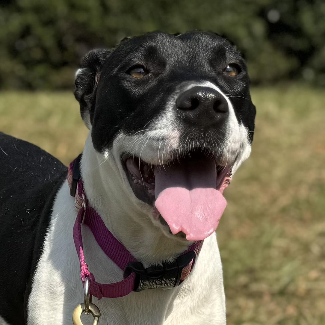 JUBILEE, Adoptable, Adult Female Pit Bull Terrier.