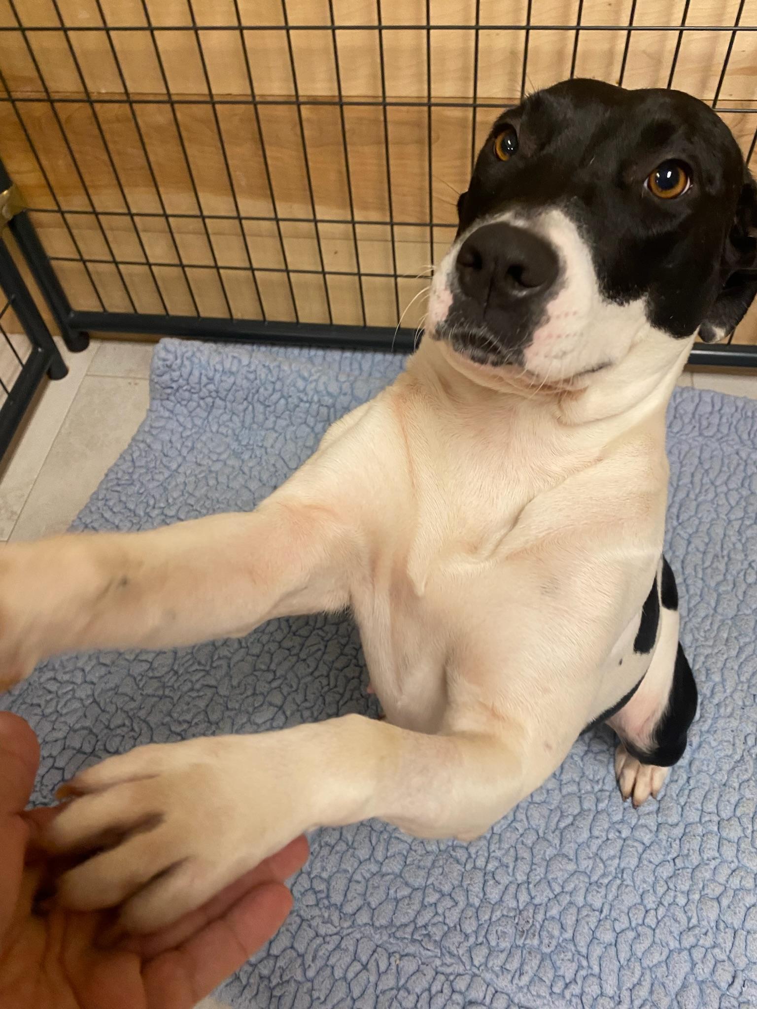 Enlarge Jubilee, a Adoptable mixed breed in Ridgeland, SC image 2/4