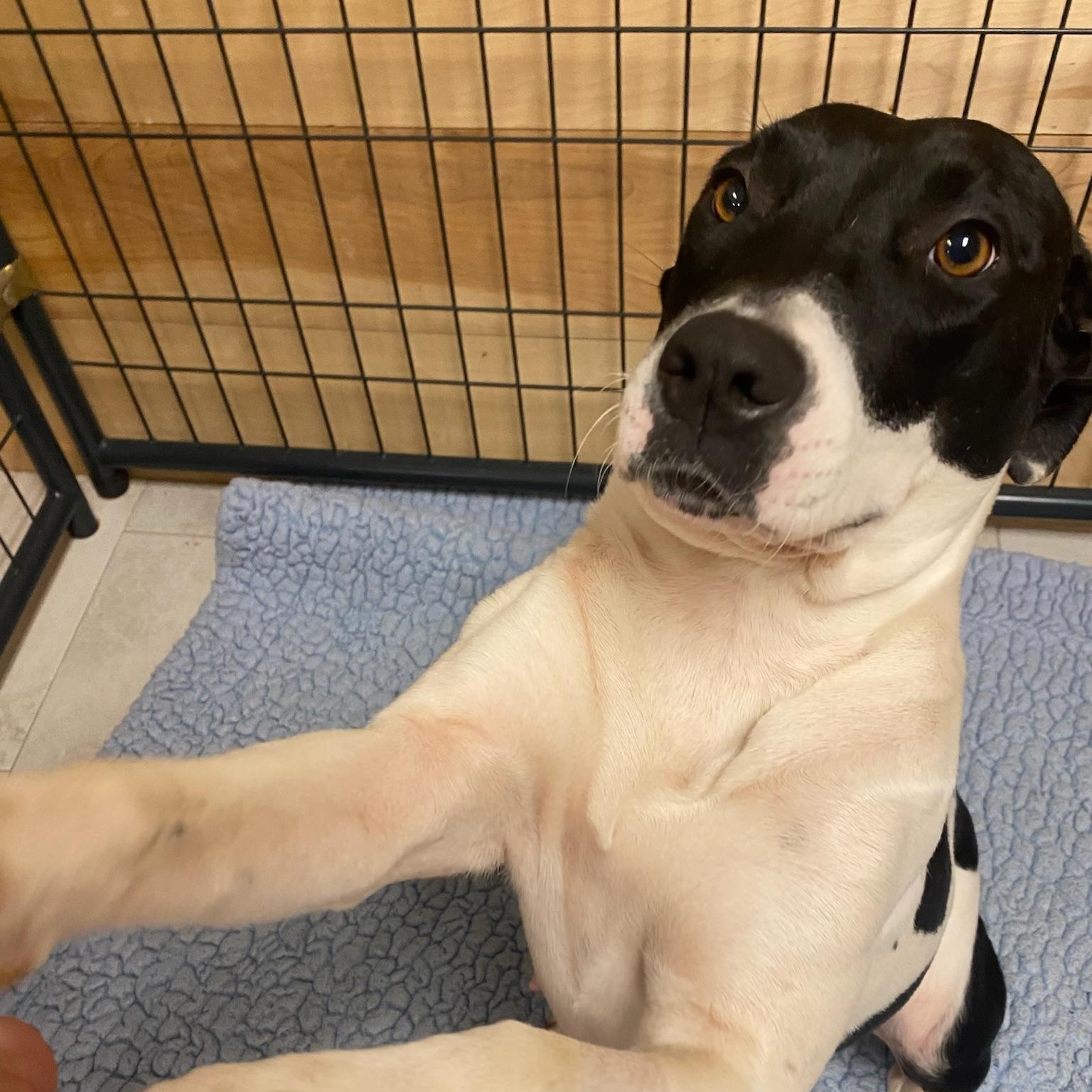 Enlarge JUBILEE, a Adoptable mixed breed in Ridgeland, SC image 5/6