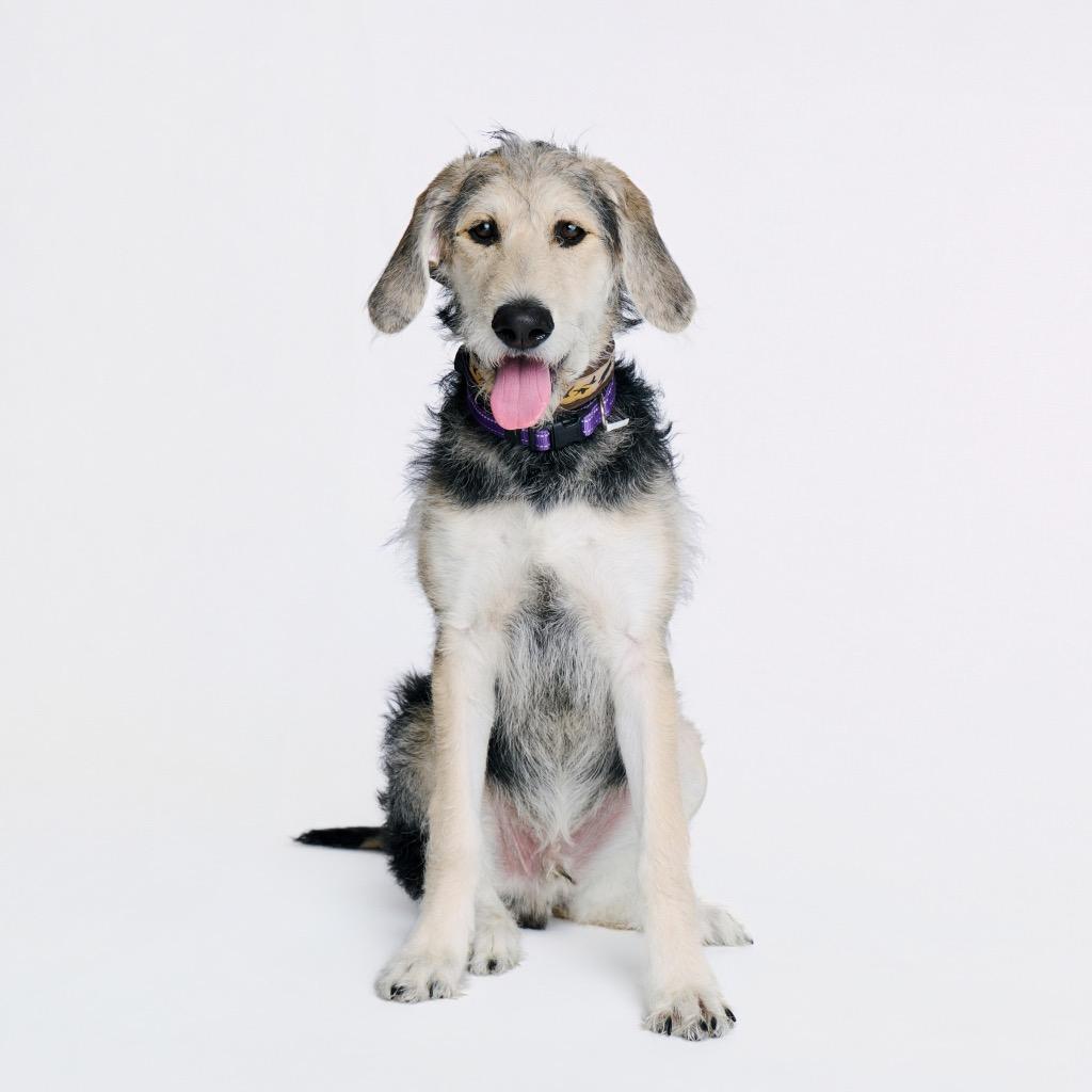 Enlarge Arthur, a Adoptable Black Labrador Retriever in Fayetteville, AR image 1/6