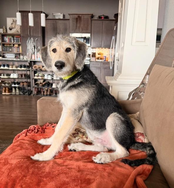 Enlarge Arthur, a Adoptable Black Labrador Retriever in Fayetteville, AR image 3/6