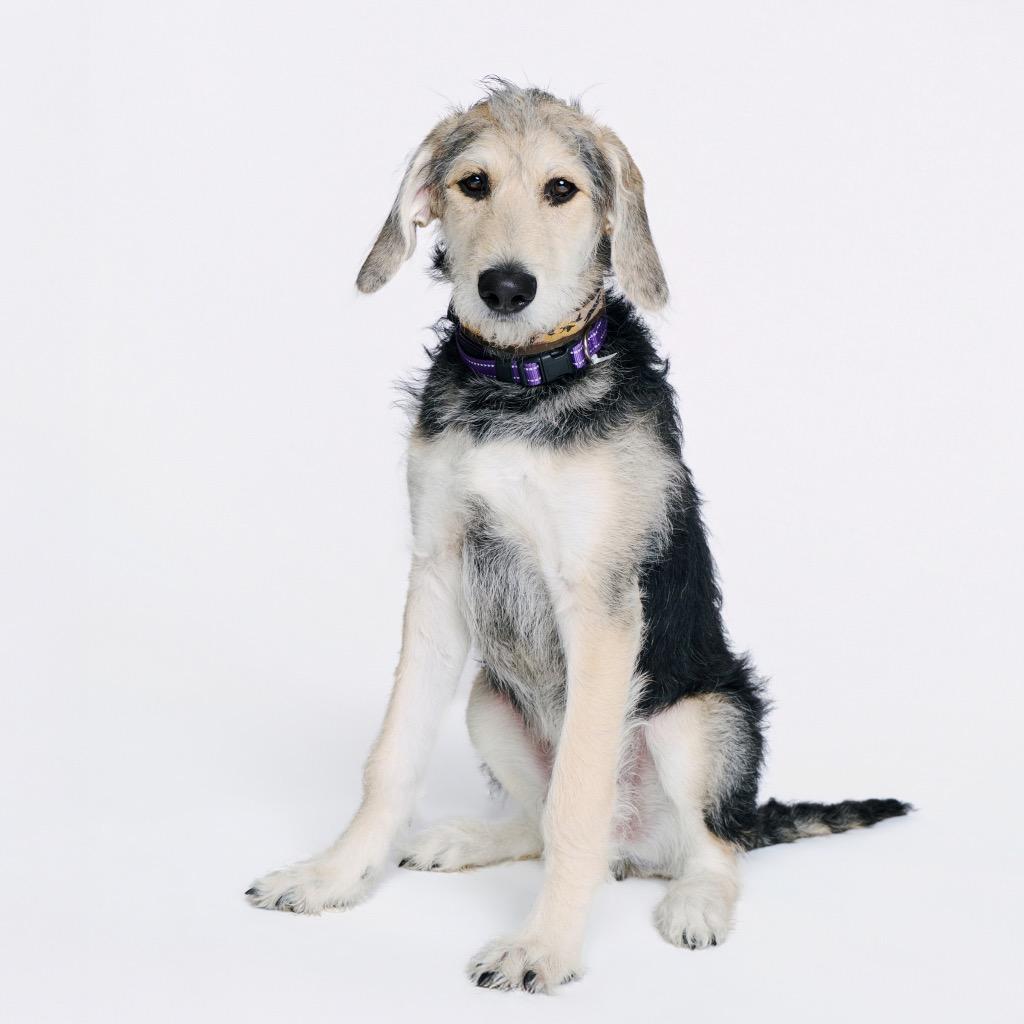 Enlarge Arthur, a Adoptable Black Labrador Retriever in Fayetteville, AR image 4/6