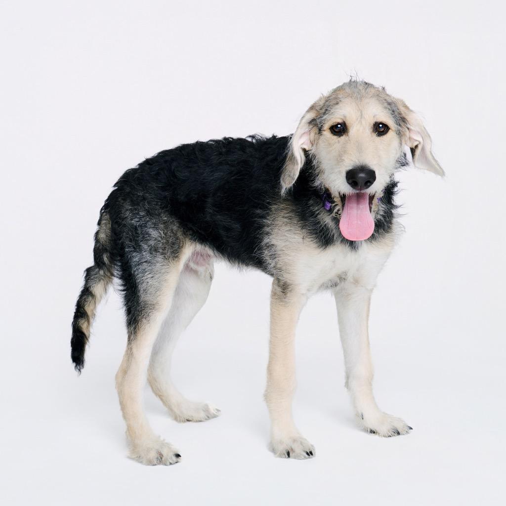 Enlarge Arthur, a Adoptable Black Labrador Retriever in Fayetteville, AR image 5/6
