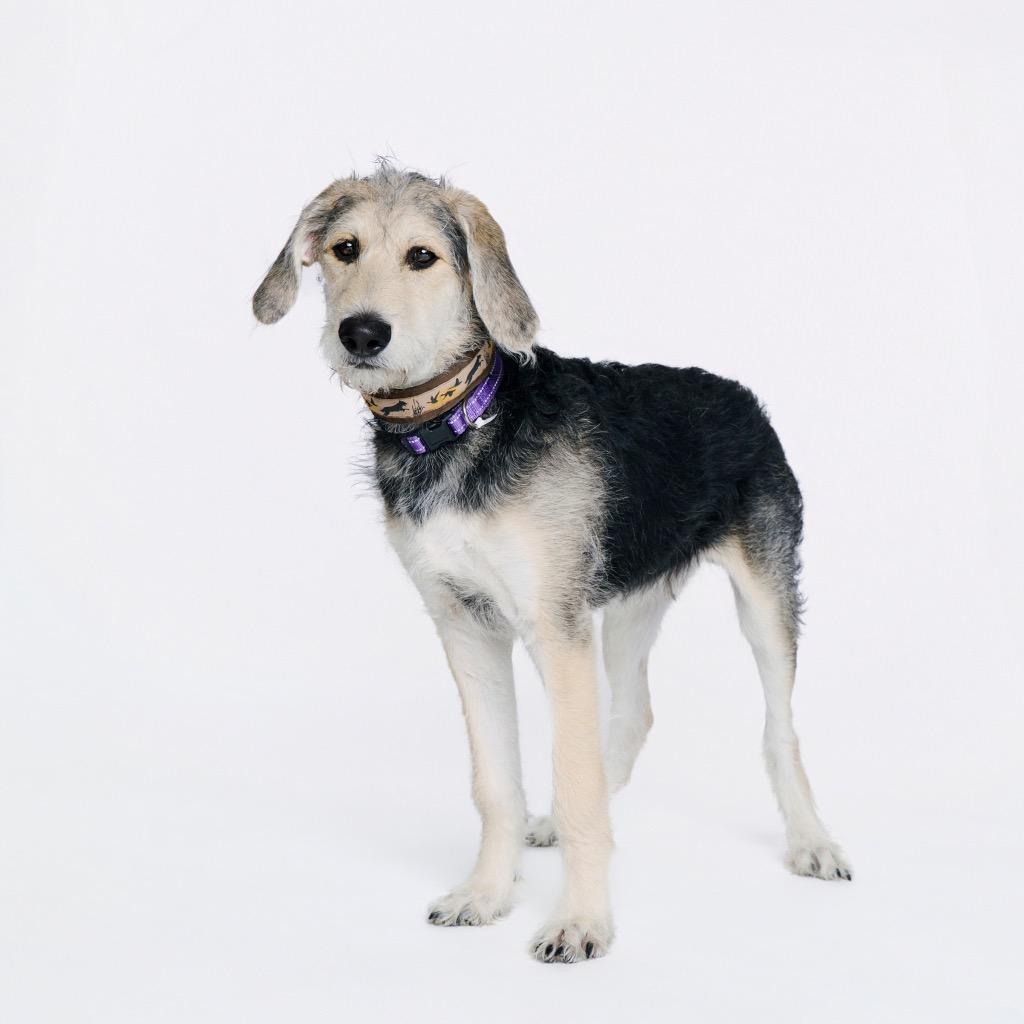 Enlarge Arthur, a Adoptable Black Labrador Retriever in Fayetteville, AR image 6/6