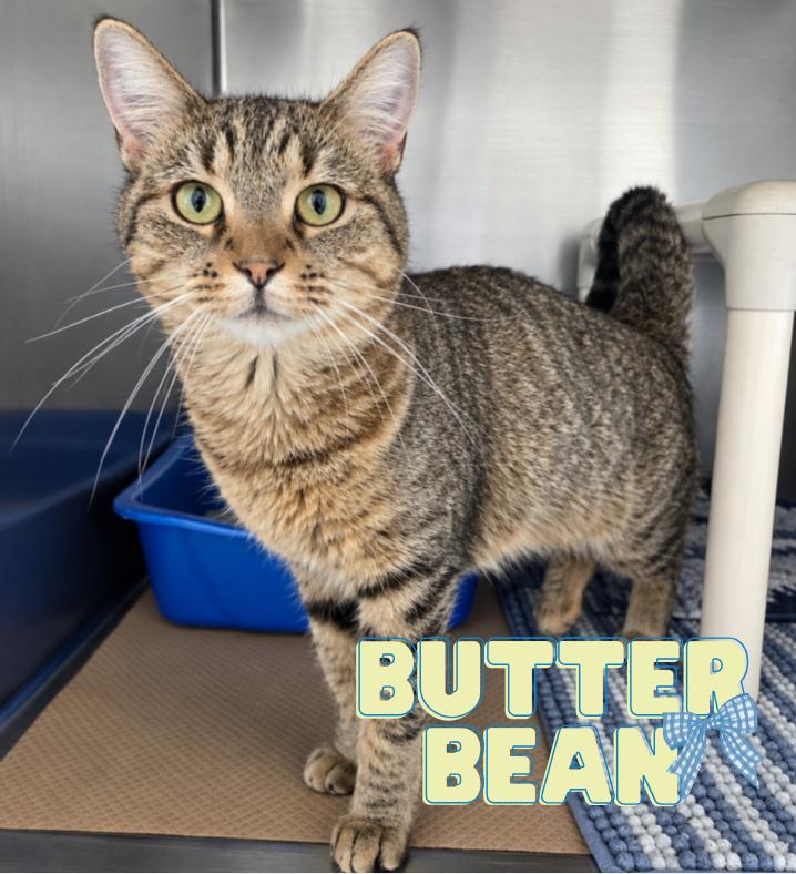 Enlarge Butterbean, a Adoptable Domestic Short Hair in Nevada, IA image 1/1