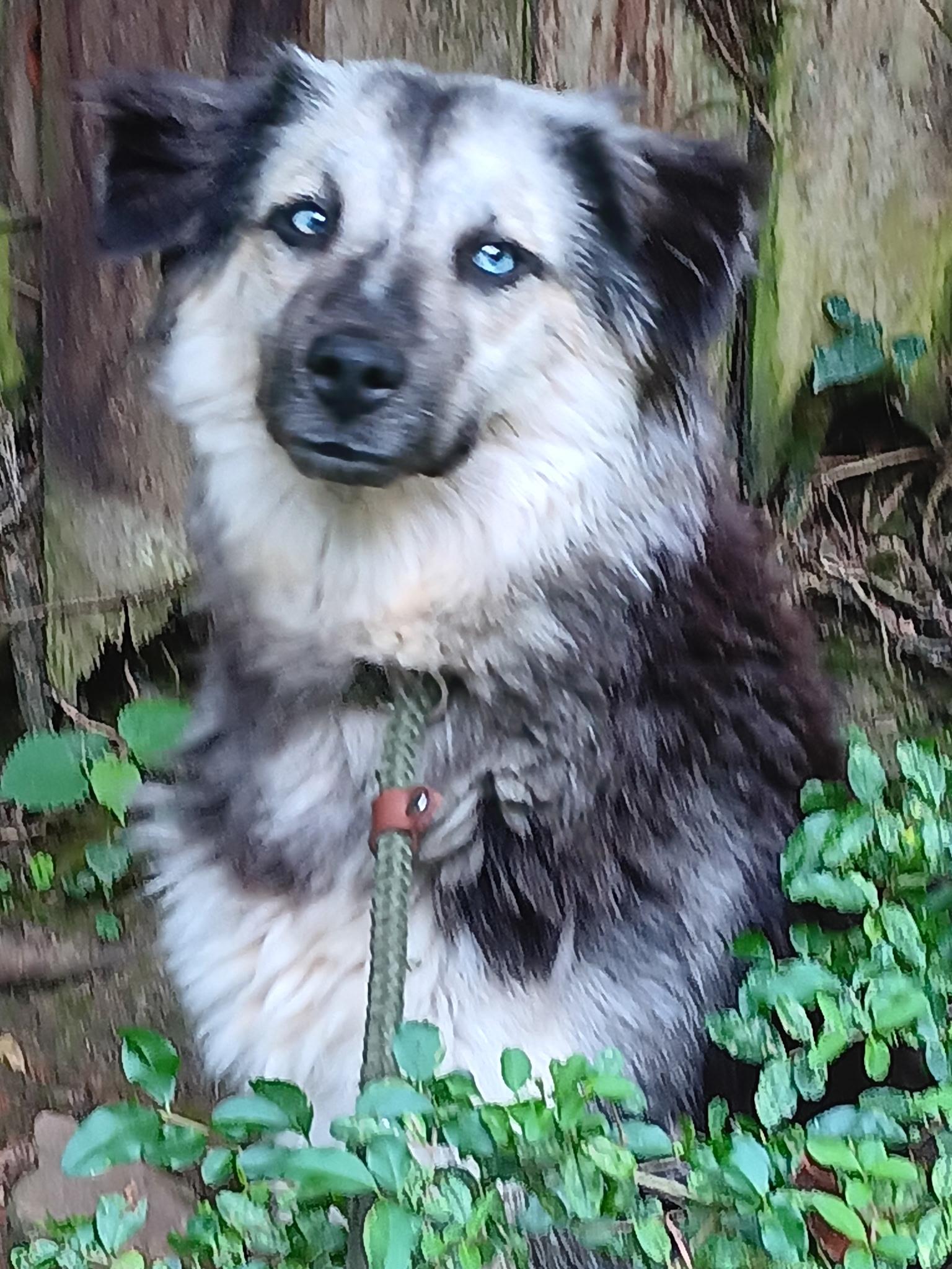 Mindy, ADOPTABLE, Young Female Siberian Husky.
