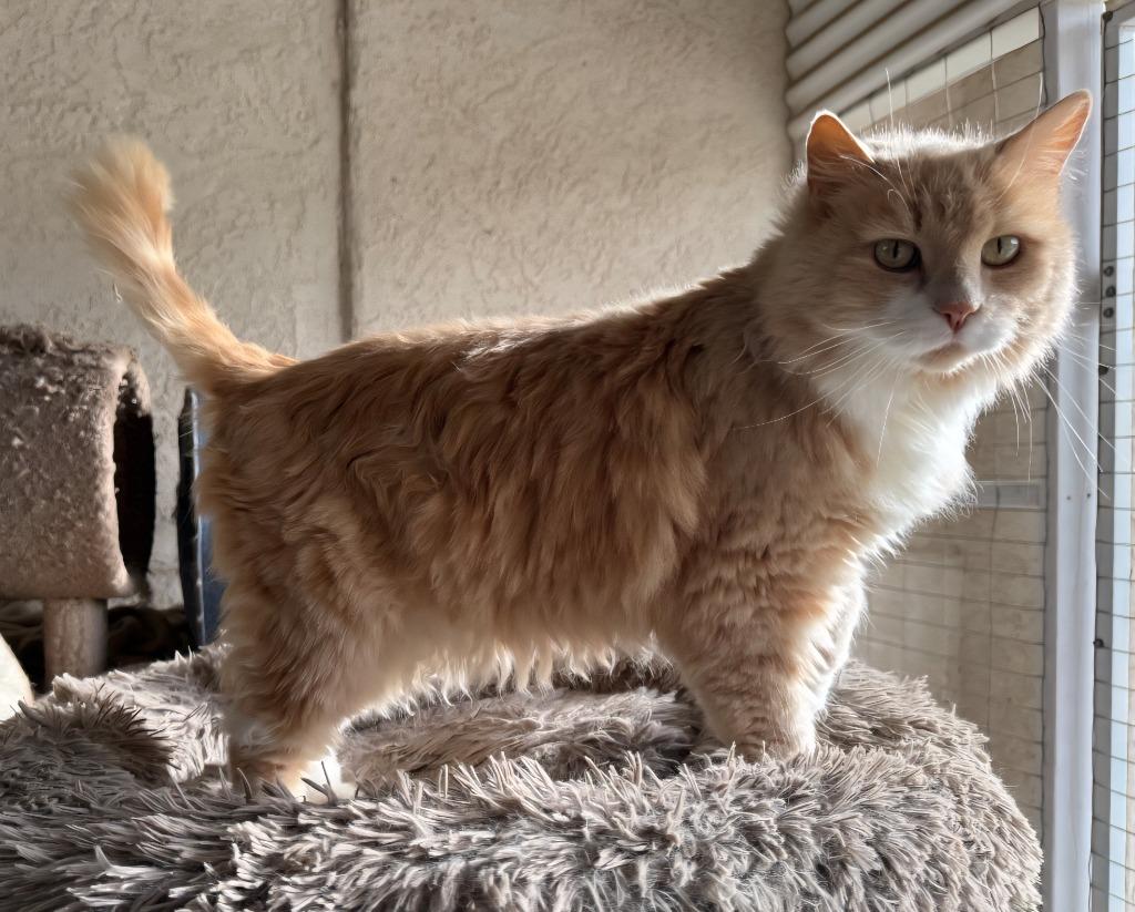 Creamsicle, Adoptable, Adult Female Domestic Long Hair.
