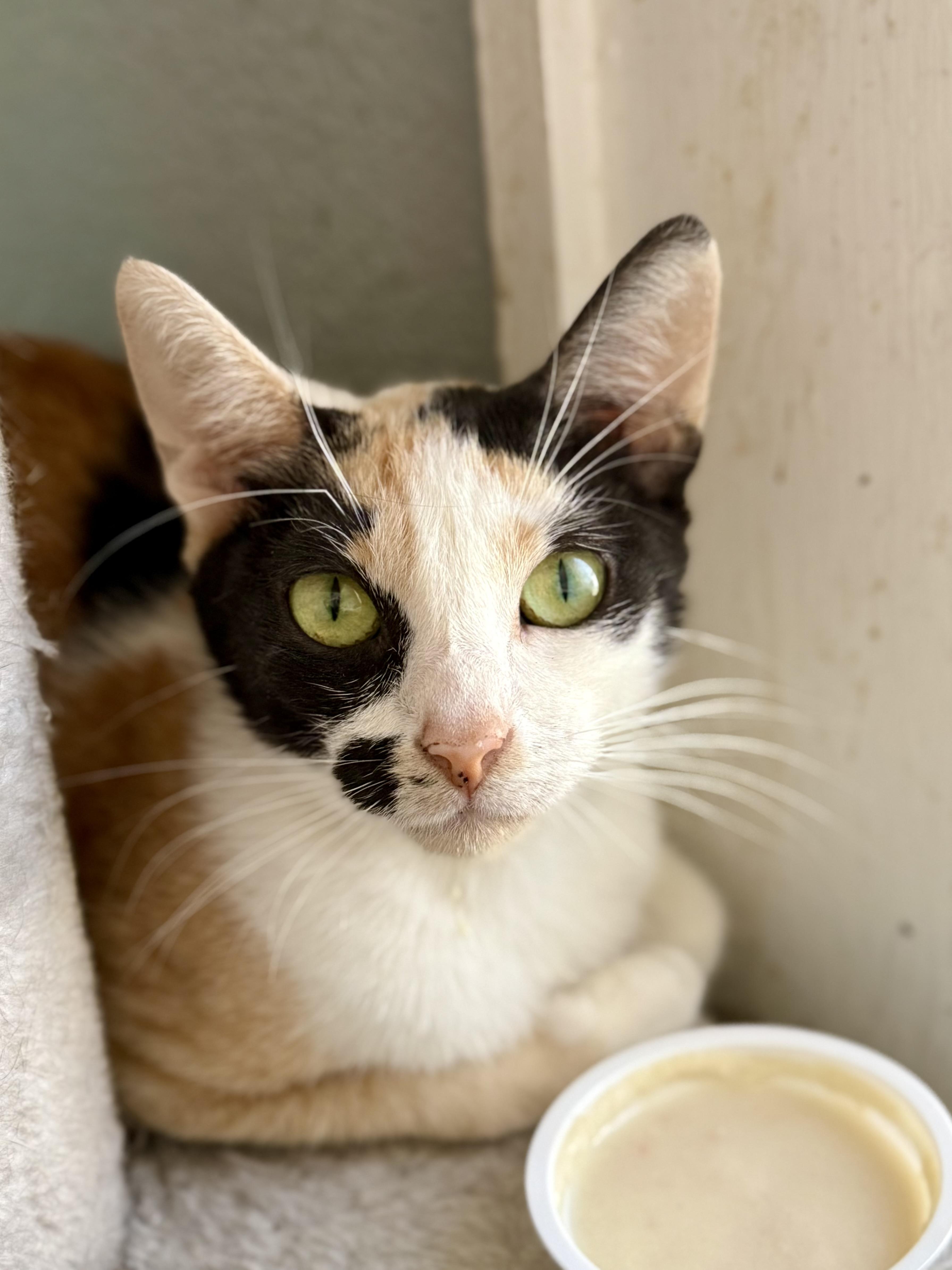 Tillie, ADOPTABLE, Young Female Domestic Short Hair.