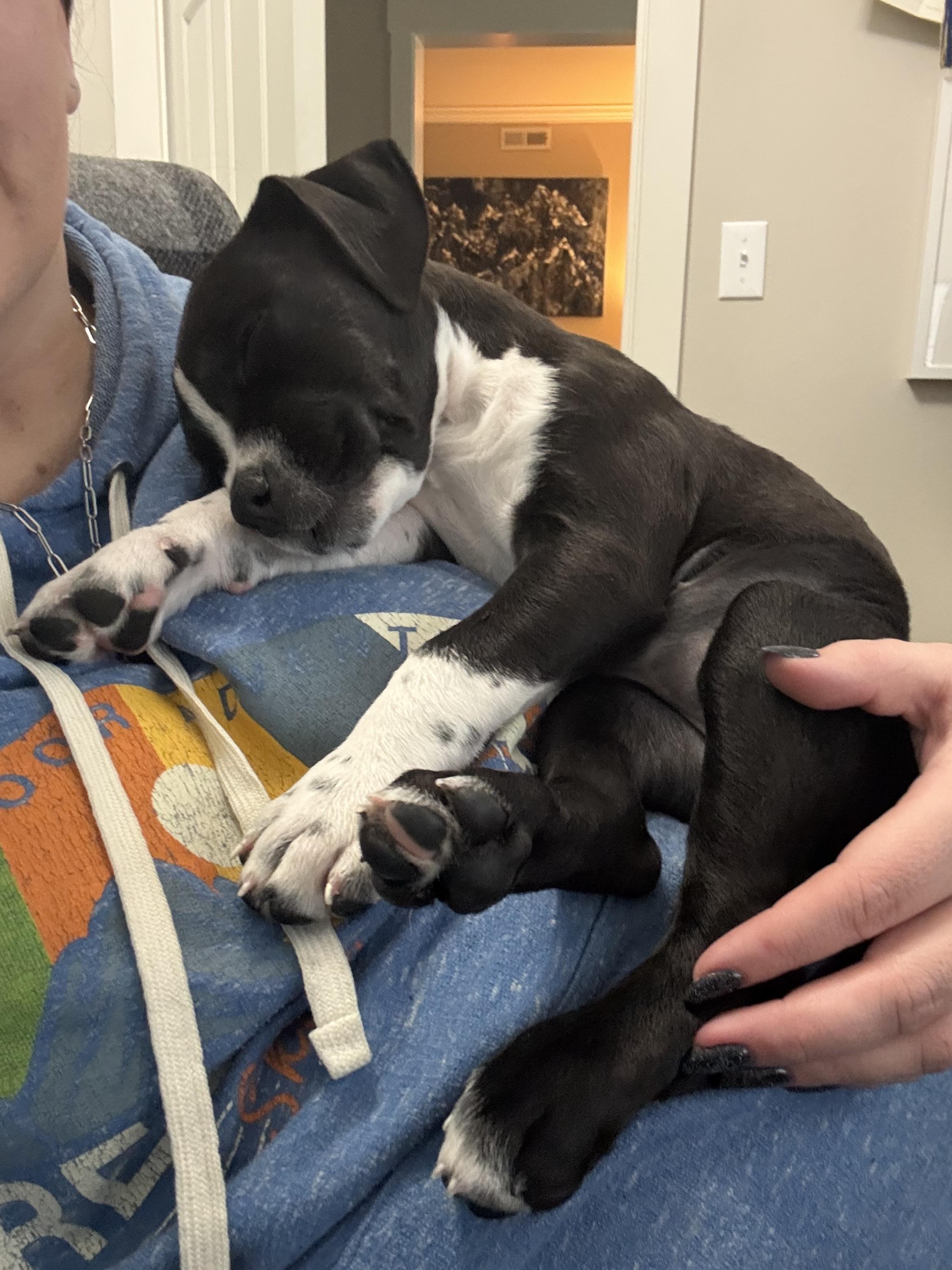 Soul, a Adoptable mixed breed in Hardin, MT image 2/3