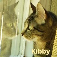 Enlarge Kibby, a Adoptable Domestic Short Hair in Olympia, WA image 1/1