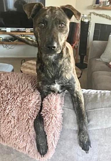 SUSIE, Adoptable, Young Female Plott Hound & Mixed Breed.