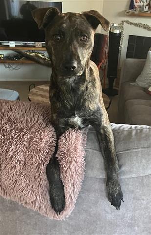 Enlarge SUSIE, a Adoptable mixed breed in Houston, TX image 1/1
