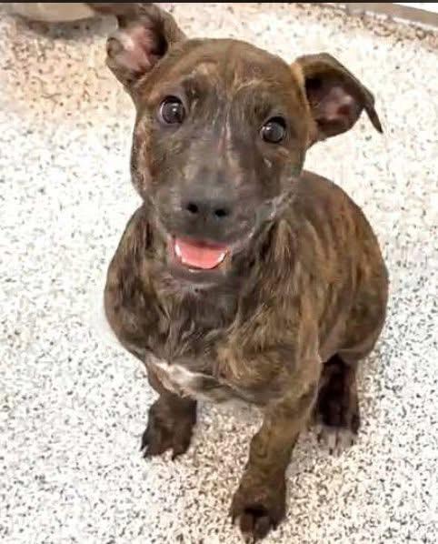 Enlarge SUSIE, a Adoptable mixed breed in Houston, TX image 1/1