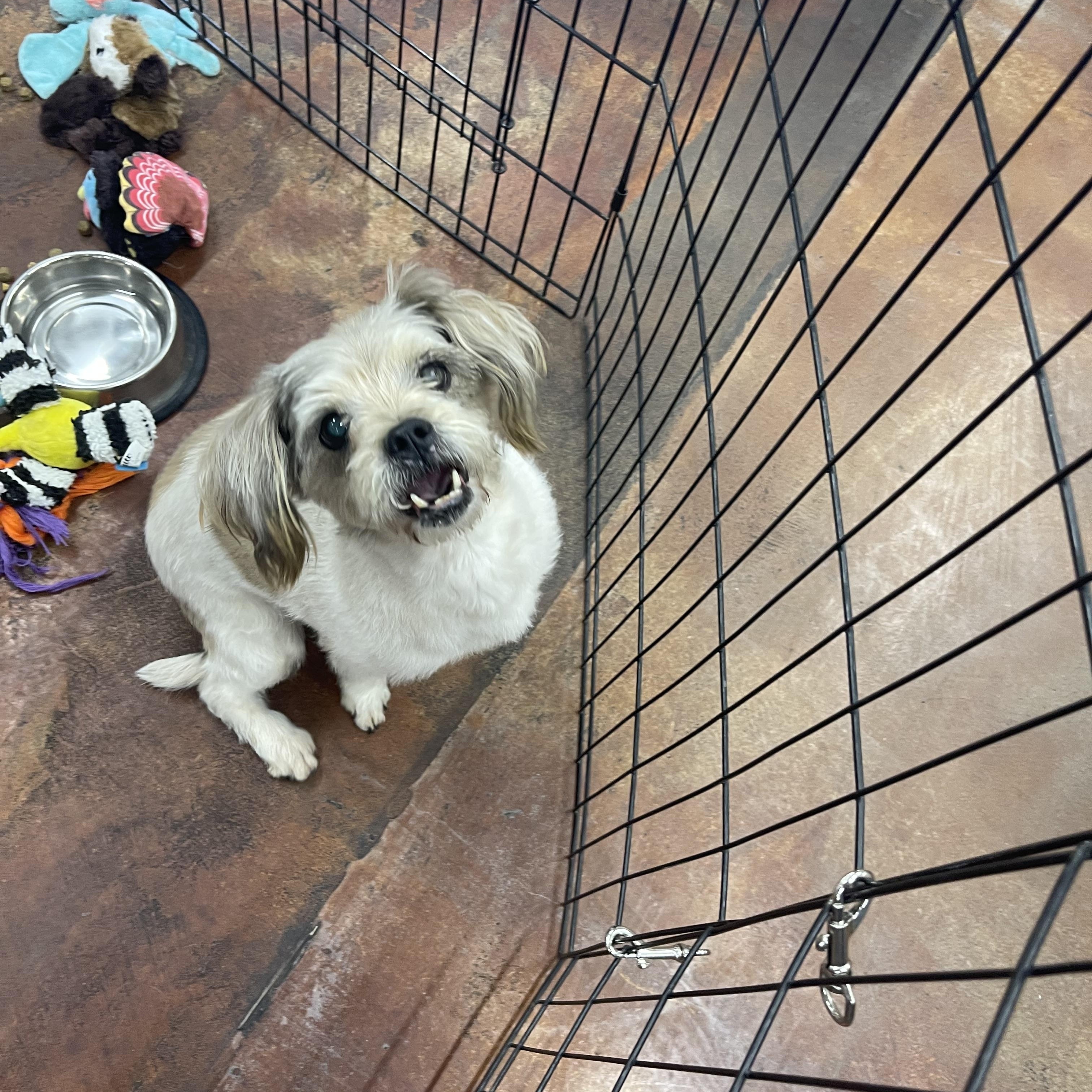 Enlarge CoConut, an adopted Shih Tzu in Chandler, AZ image 5/6