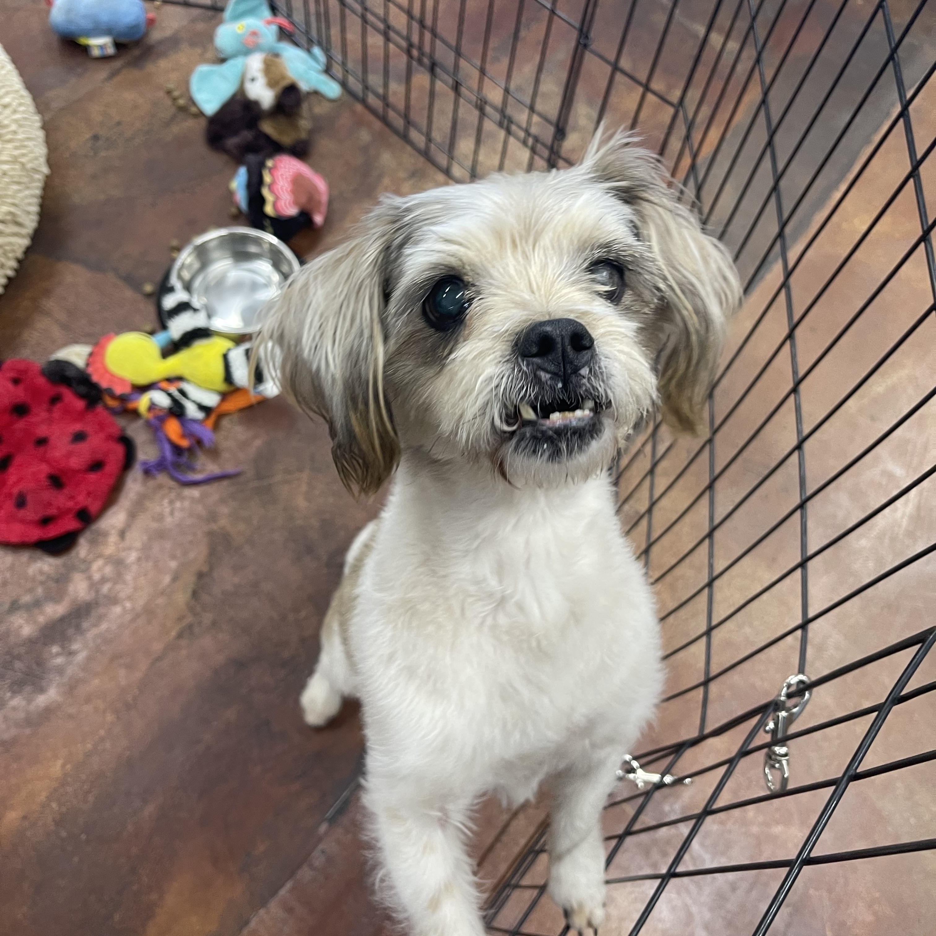 Enlarge CoConut, an adopted Shih Tzu in Chandler, AZ image 3/6