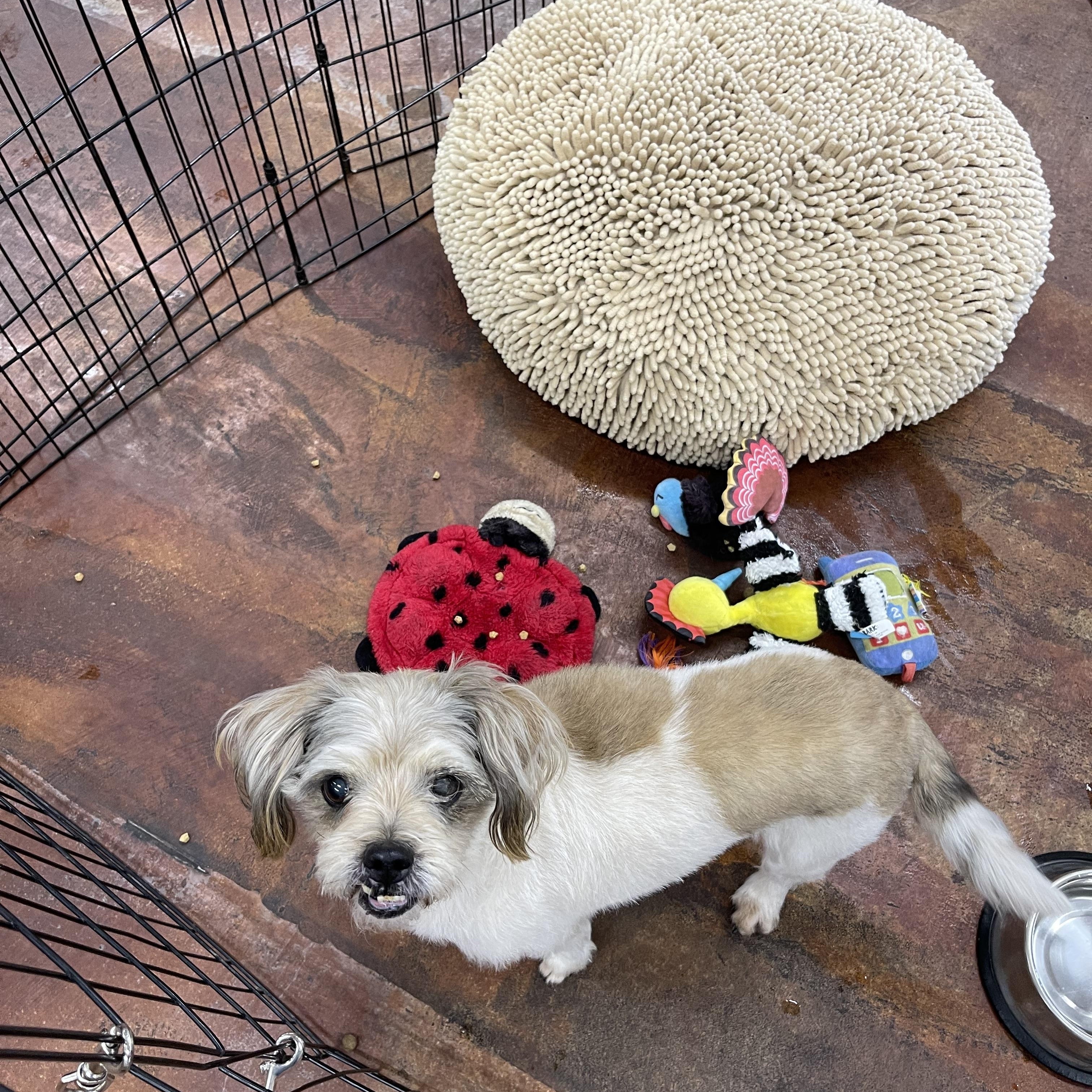 Enlarge CoConut, an adopted Shih Tzu in Chandler, AZ image 4/6