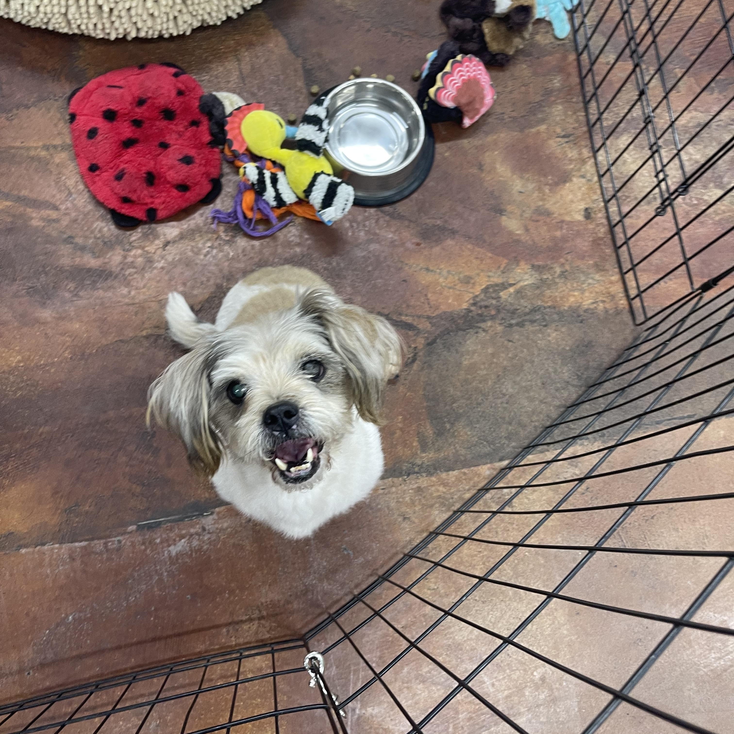 Enlarge CoConut, an adopted Shih Tzu in Chandler, AZ image 1/6