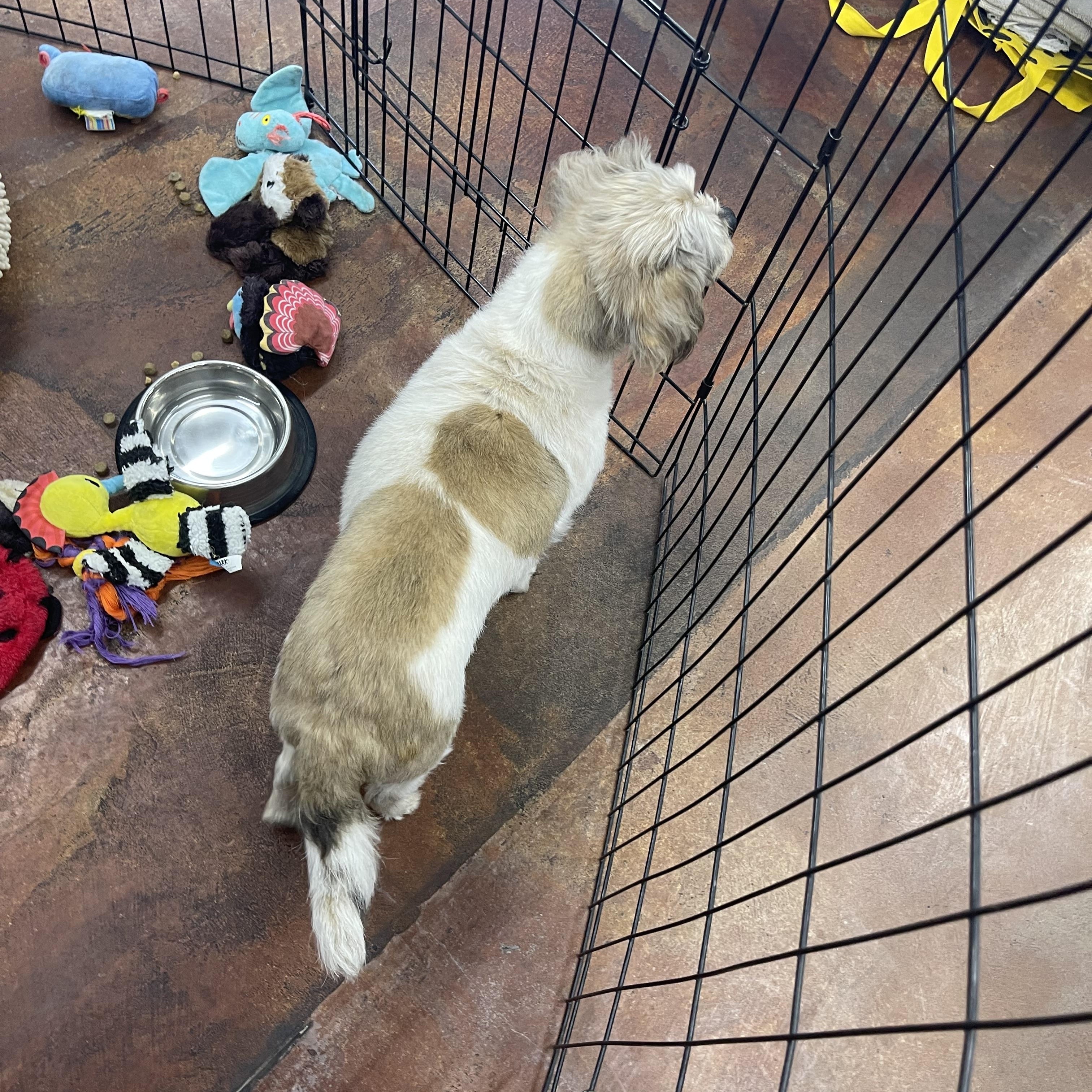 Enlarge CoConut, an adopted Shih Tzu in Chandler, AZ image 2/6